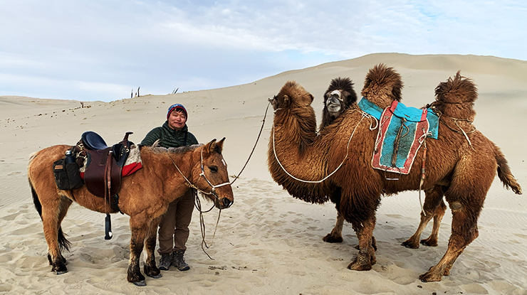 Camel trekking in the dunes of the Gobii desert