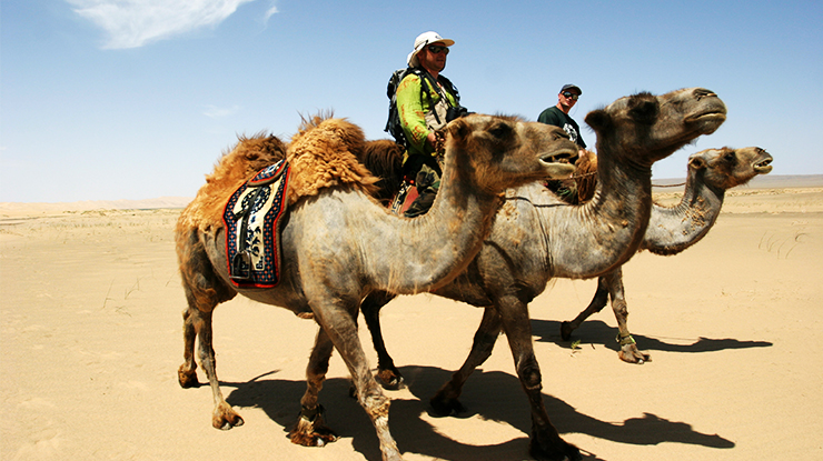 Camel riding in the desert