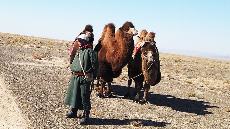 Camels - the mighty desert ships